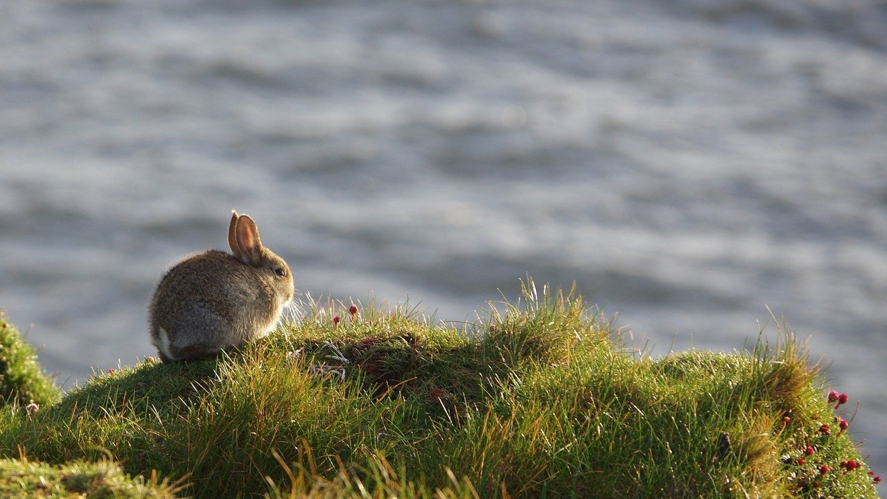 Auf einer grünen Wiese finden Kaninchen immer etwas zum Knabbern. Auf einer grünen Wiese finden Kaninchen immer etwas zum Knabbern.