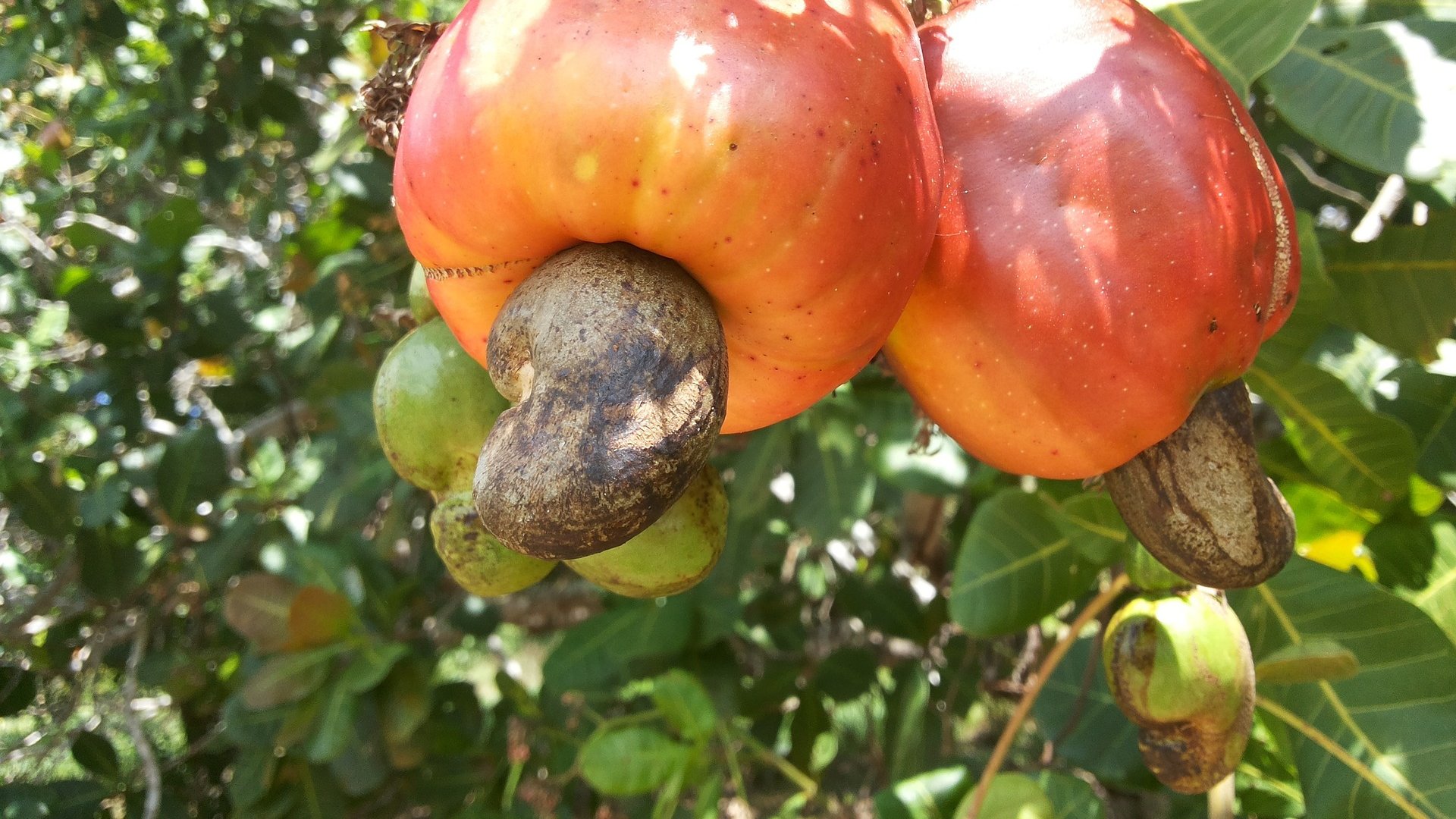 Wo wachsen Cashewkerne Kindgerecht erklärt