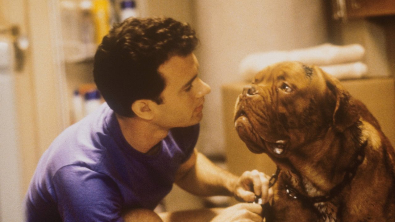 Teste dein Wissen über Hundefilme. Teste dein Wissen über Hundefilme.