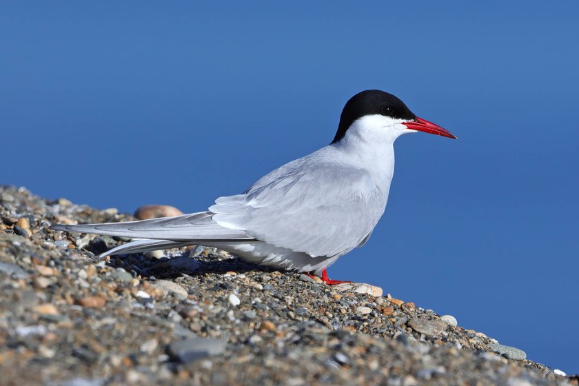 Eine Küstenseeschwalbe blickt aufs Wasser. Eine Küstenseeschwalbe blickt aufs Wasser.