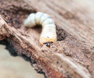 Mit diesen 3 Tipps vertreibt ihr Holzwürmer umweltschonend