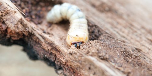 3 einfache Tricks, um Holzwürmer umweltschonend zu vertreiben