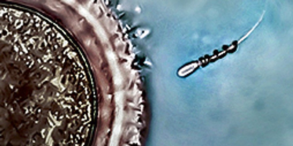 Spermbots: Motorantrieb für langsame Spermien Spermbots: Motorantrieb für langsame Spermien