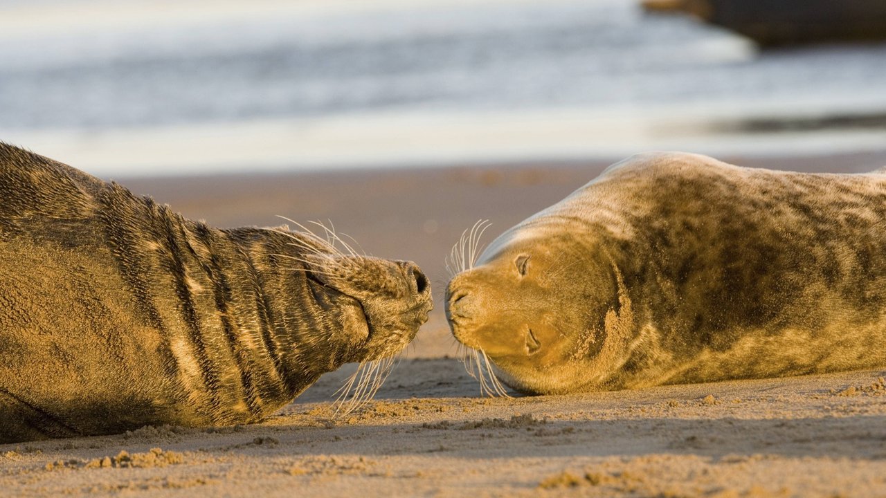Kegelrobbe Halichoerus grypus Grey seal Halichoerus grypus Copyright: imageBROKER/SunbirdxImages iblmup13591450.jpg Bitte beachten Sie die gesetzlichen Bestimmungen des deutschen Urheberrechtes hinsichtlich der Namensnennung des Fotografen im direkten Umfeld der Veröffentlichung Kegelrobbe Halichoerus grypus Grey seal Halichoerus grypus Copyright: imageBROKER/SunbirdxImages iblmup13591450.jpg Bitte beachten Sie die gesetzlichen Bestimmungen des deutschen Urheberrechtes hinsichtlich der Namensnennung des Fotografen im direkten Umfeld der Veröffentlichung