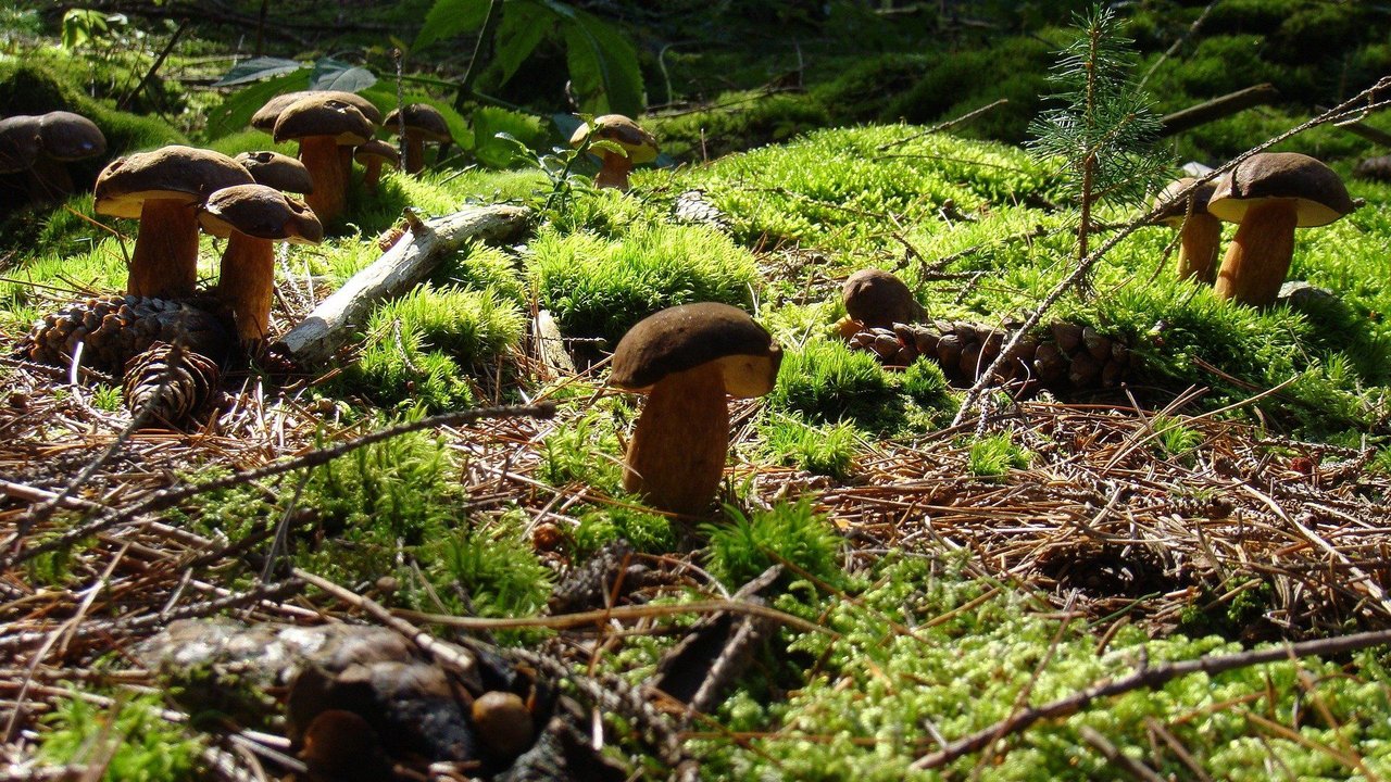 Maronen auf dem Waldboden – Pilzglück Maronen auf dem Waldboden – Pilzglück