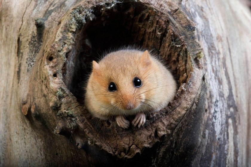 Die Haselmaus ist sehr scheu. Die Haselmaus ist sehr scheu.