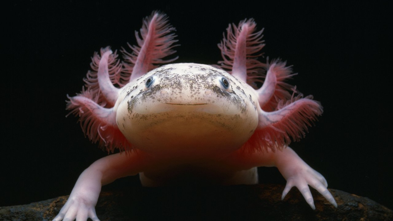 Axolotl sind Amphibien mit besonderen Superkräften. Axolotl sind Amphibien mit besonderen Superkräften.