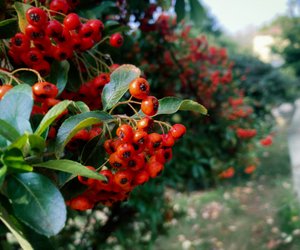 Gefährlich oder harmlos: Ist Feuerdorn giftig? 