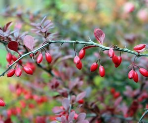 Berberitze: Giftig oder nicht? Das steckt in diesem Zierstrauch