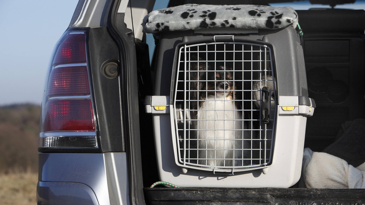 Auch für Vierbeiner ist sicheres Reisen im Auto wichtig. Auch für Vierbeiner ist sicheres Reisen im Auto wichtig.