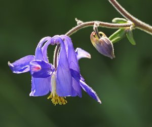 Akelei: Wann hat sie ihre Blütezeit und warum ist sie so wichtig?