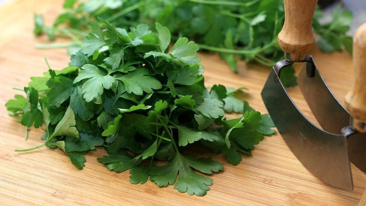 Nicht in jedem Wachstumsstadium ist Petersilie gesund.
