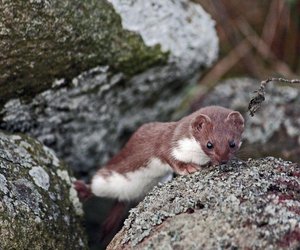 Hermelin als Haustier: Diese Fakten sollten Sie kennen