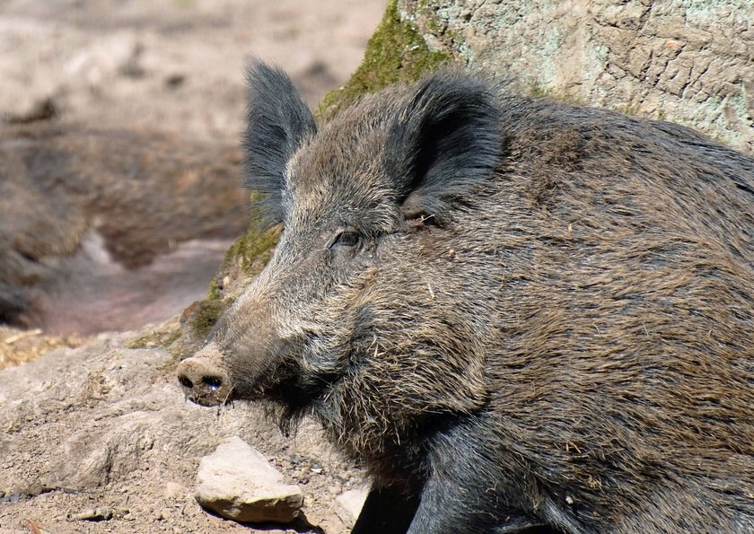 Kopf eines Wildschweins Kopf eines Wildschweins