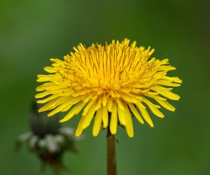 Wann hat Löwenzahn seine Blütezeit? Das solltest du darüber wissen