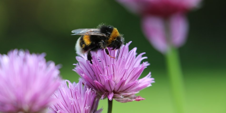 Wo leben Hummeln? Insektenwissen für Tierforscher Wo leben Hummeln? Insektenwissen für Tierforscher