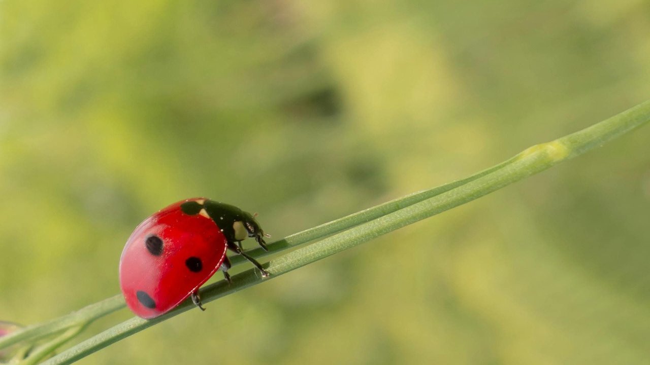 So stellt man sich einen typischen Marienkäfer vor: rote Deckflügel mit schwarzen Punkten.