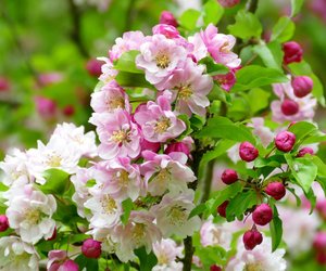 Wann blühen Apfelbäume und wann erfolgt die Ernte?