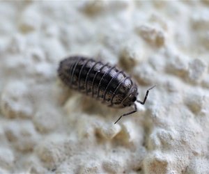 Ekel-Alarm: Kellerasseln wirst du mit diesen 6 simplen Tricks los