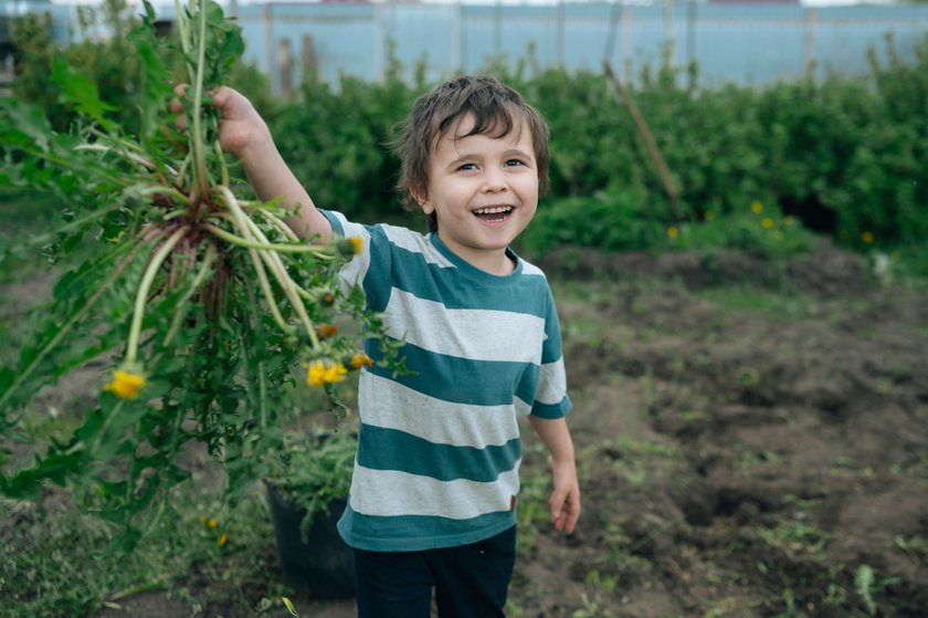 Löwenzahn hat eine lange, schwer zu entfernende Pfahlwurzel. Löwenzahn hat eine lange, schwer zu entfernende Pfahlwurzel.