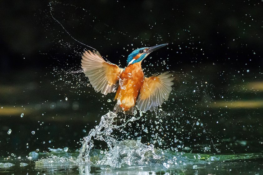 Entertainment Bilder des Tages Eisvogel Alcedo atthis im Flug und beim Tauchen Niederrhein Niederrhein NRW Deutschland *** Kingfisher Alcedo atthis in flight and diving Lower Rhine Lower Rhine NRW Germany 20240530100810 4 Entertainment Bilder des Tages Eisvogel Alcedo atthis im Flug und beim Tauchen Niederrhein Niederrhein NRW Deutschland *** Kingfisher Alcedo atthis in flight and diving Lower Rhine Lower Rhine NRW Germany 20240530100810 4