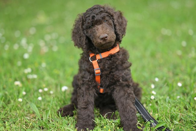 brauner Curly Coated Retriever mit orangenem Geschirr auf einer Wiese brauner Curly Coated Retriever mit orangenem Geschirr auf einer Wiese