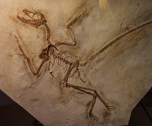 Entenhuhnpute: Deshalb war dieses Tier bedeutend