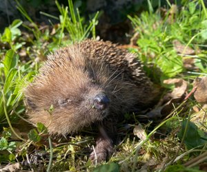 Darf man Igel füttern, wenn sie aus dem Winterschlaf erwachen?