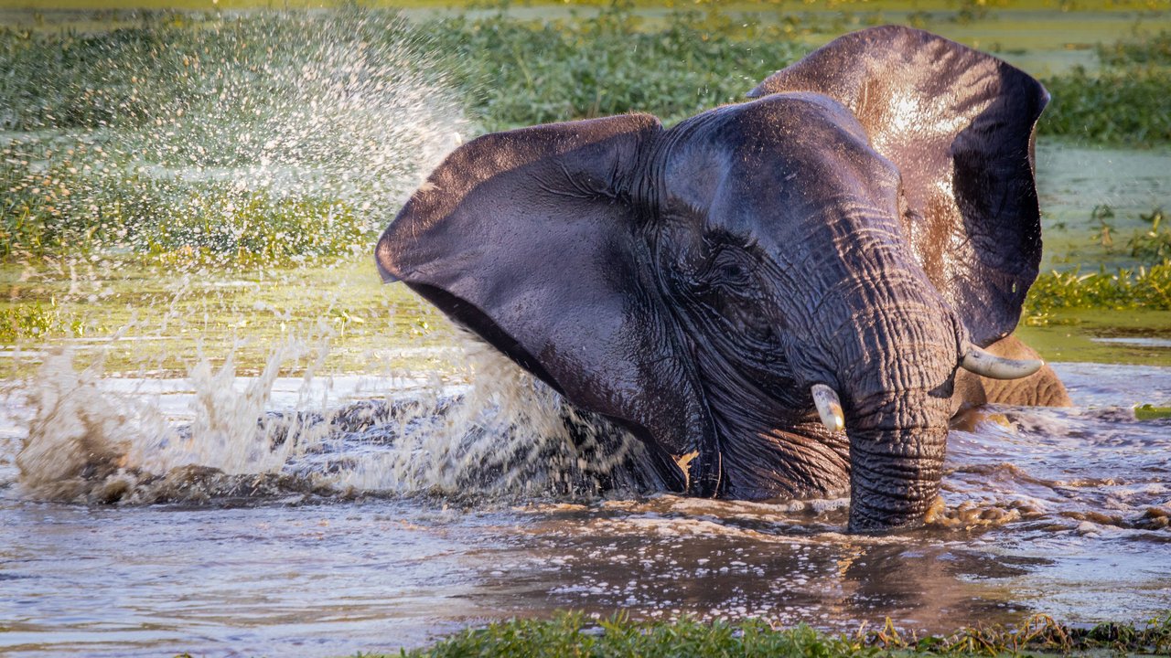 Elefanten lieben das Wasser. Mehr darüber erfährst du hier. Elefanten lieben das Wasser. Mehr darüber erfährst du hier.