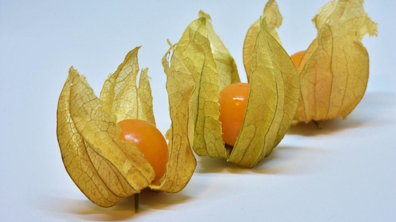 Was für Menschen als Powerfood gilt, kann für unsere Vierbeiner zur Gefahr werden. Was für Menschen als Powerfood gilt, kann für unsere Vierbeiner zur Gefahr werden.