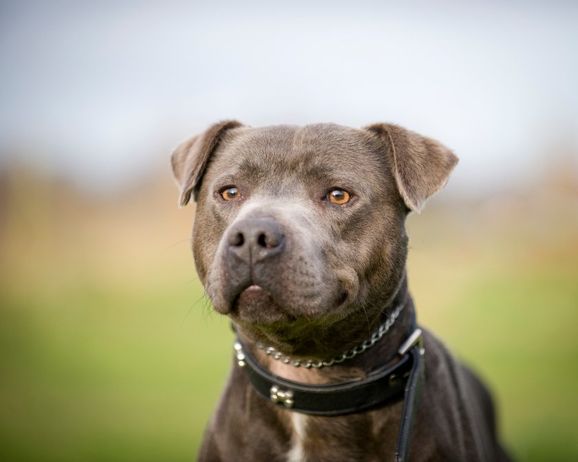 Staffordshire Bull Terrier