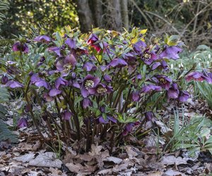 Pflanzen mit N – Von Natternkopf bis Nieswurz