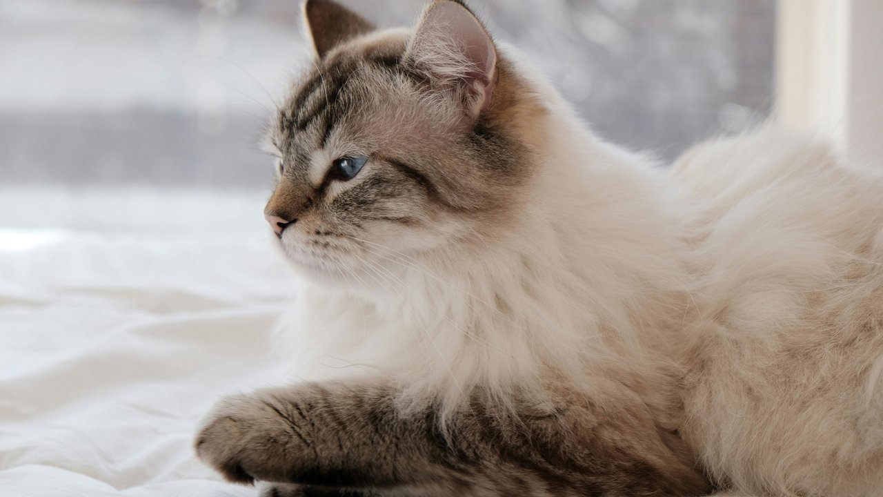 Du hast gute Chancen, dass dich deine Ragdoll länger als ein Jahrzehnt begleiten wird. Du hast gute Chancen, dass dich deine Ragdoll länger als ein Jahrzehnt begleiten wird.