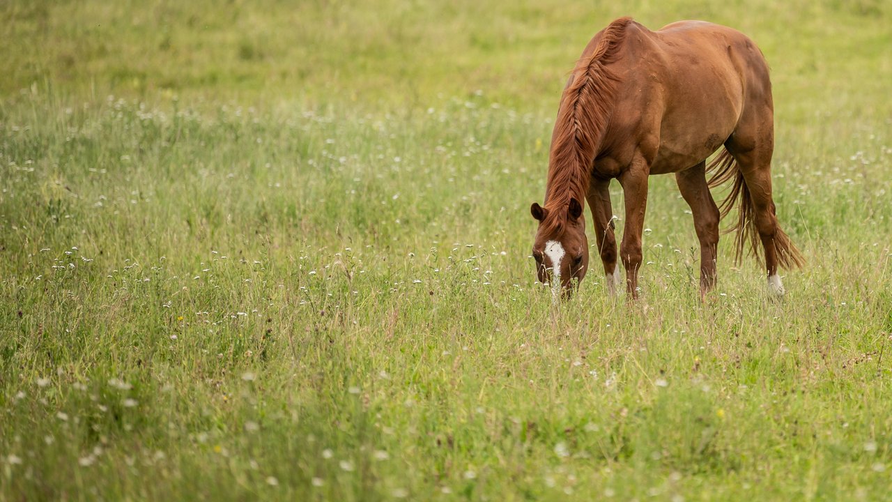 Auf der Koppel findet ein Pferd viel Gras, aber auch Obst ist wichtig. Auf der Koppel findet ein Pferd viel Gras, aber auch Obst ist wichtig.