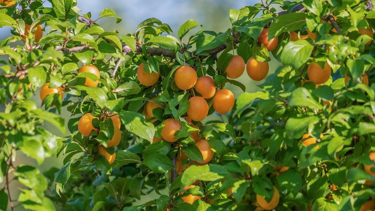 Oft hängen die Sträucher übervoll mit Kirschpflaumen. Oft hängen die Sträucher übervoll mit Kirschpflaumen.