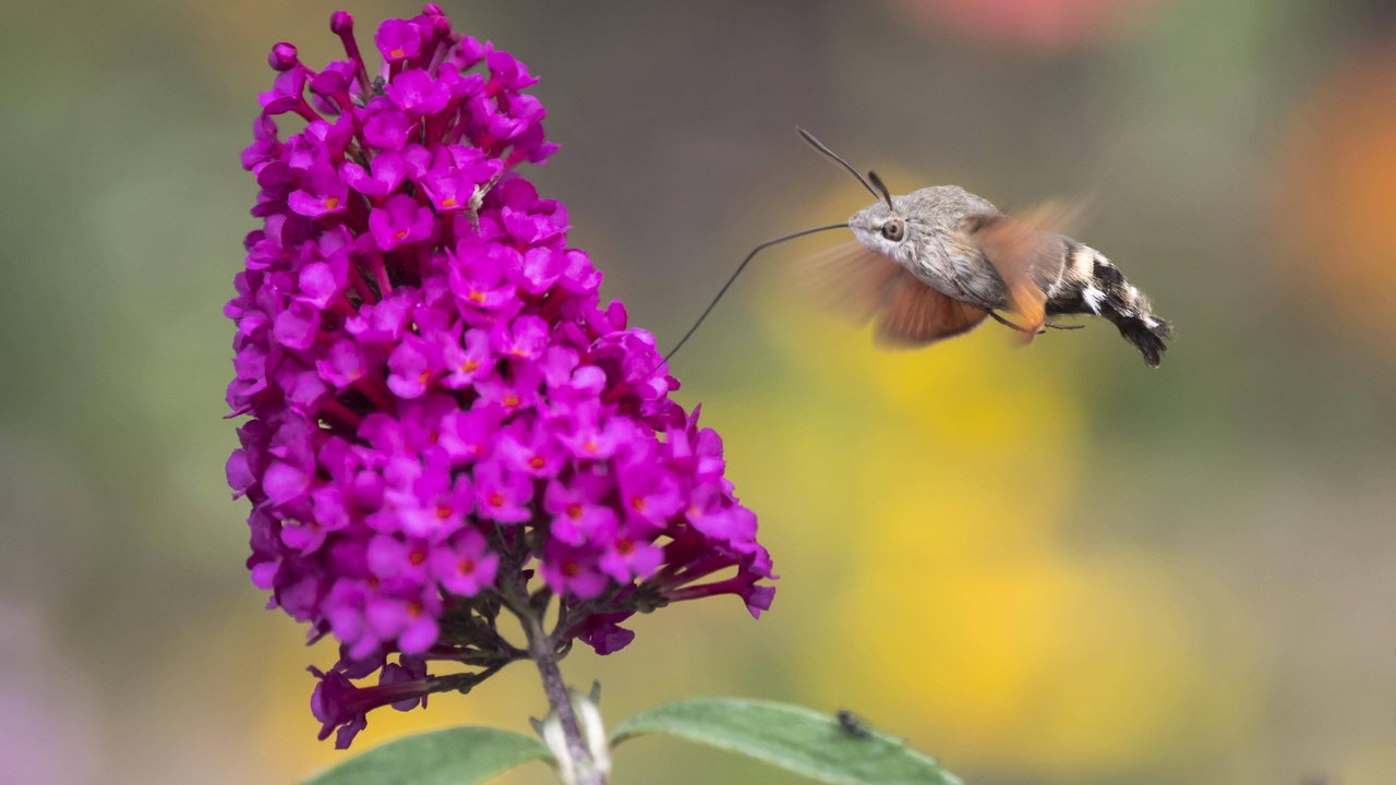 Ein Taubenschwänzchen stillt seinen Hunger am Schmetterlingsflieder. Ein Taubenschwänzchen stillt seinen Hunger am Schmetterlingsflieder.