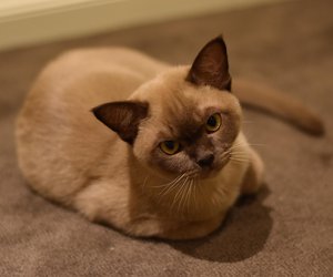 Dürfen Katzen Schokolade essen oder ist die Süßigkeit für Samtpfoten tabu?