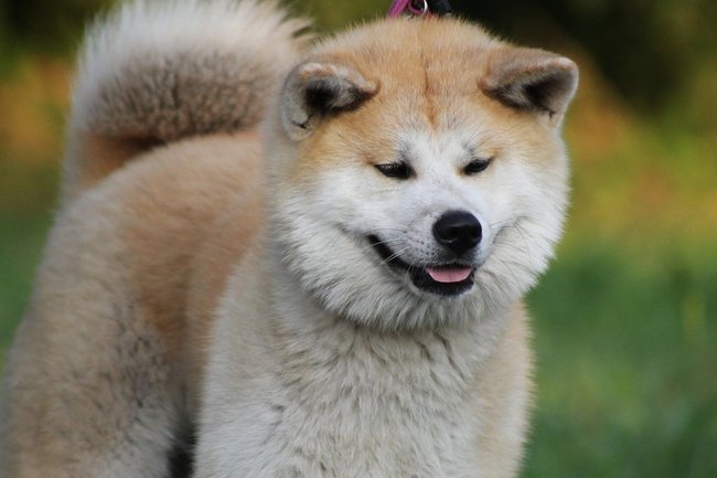 Akita Akita