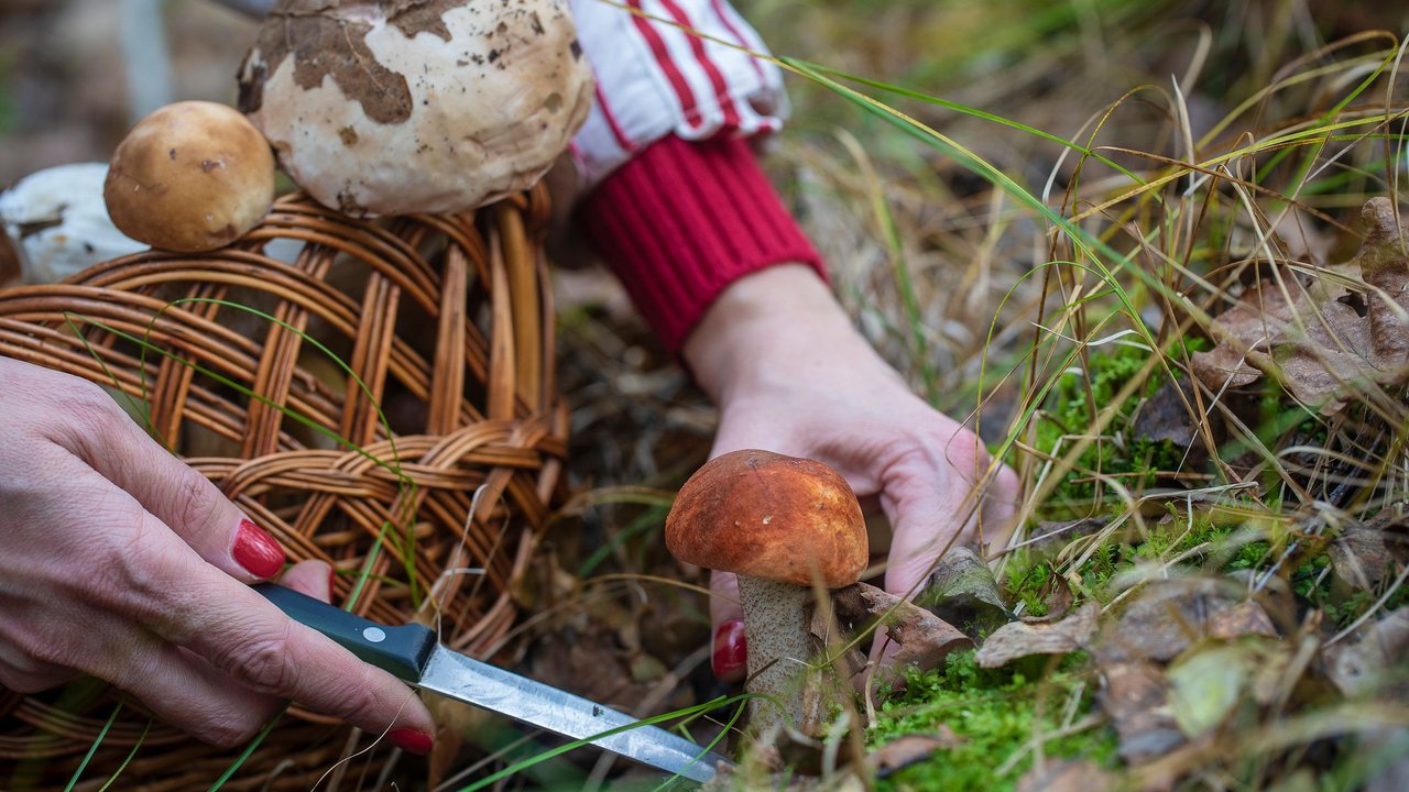 Pilze sammeln Pilze sammeln
