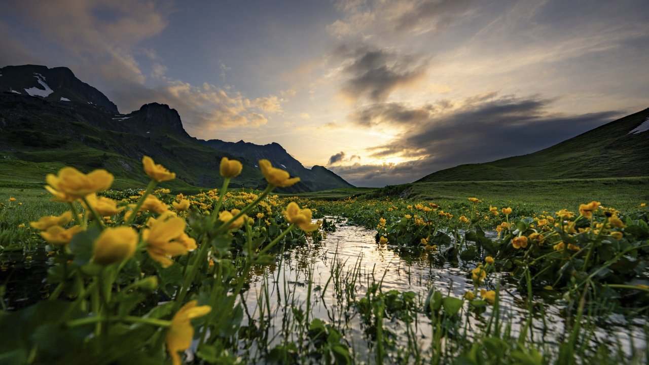 Dotterblumen faszinieren mit ihrem intensiven Gelbton. Dotterblumen faszinieren mit ihrem intensiven Gelbton.