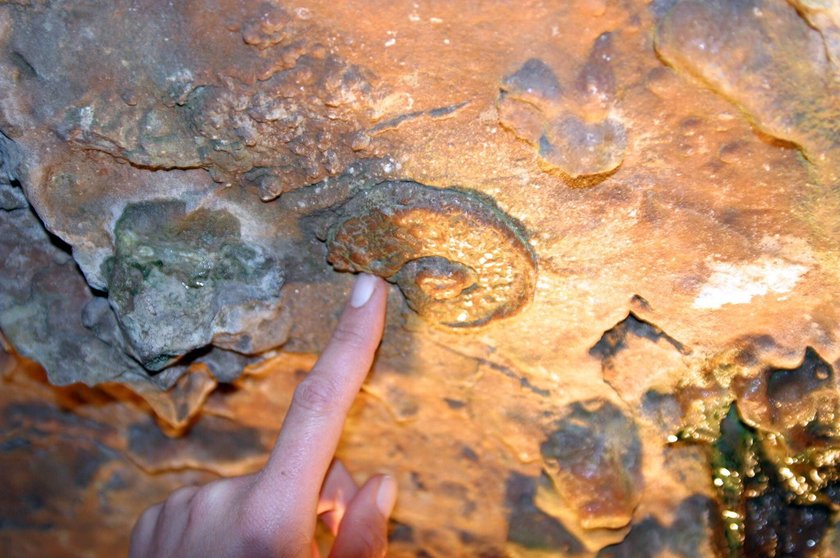 Fossil in der Iberger Tropfsteinhöhle 