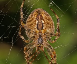 Spinnenbisse bei uns: So gefährlich kann es werden, wenn dich die Tiere beißen