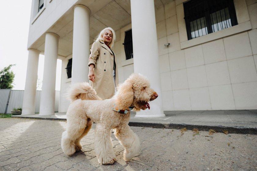 Fashionista geht mit ihrem Hund spazieren Fashionista geht mit ihrem Hund spazieren
