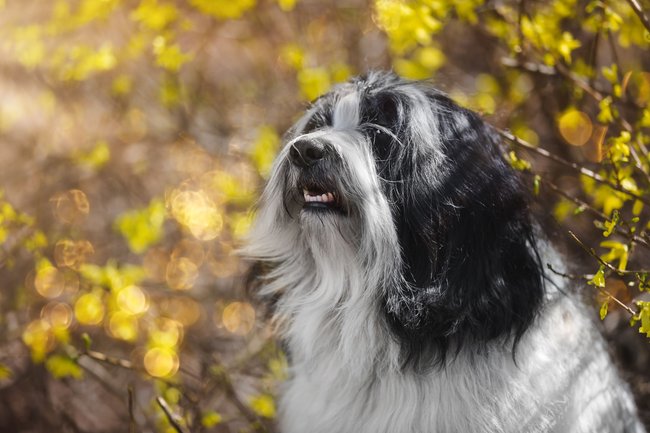Ein Tibet-Terrier sitzt vor einem herbstlichen Busch. Ein Tibet-Terrier sitzt vor einem herbstlichen Busch.