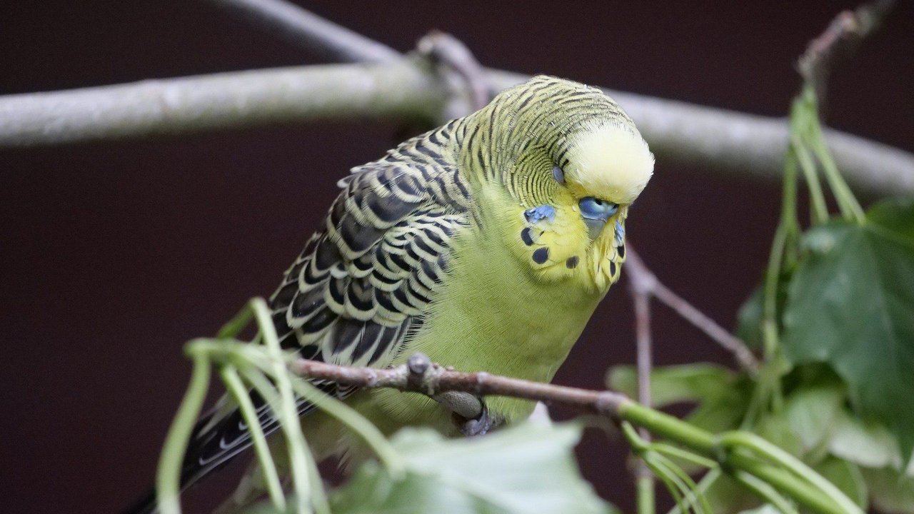 Zu leckerem Grünfutter sagen Wellensittiche nicht Nein. Zu leckerem Grünfutter sagen Wellensittiche nicht Nein.