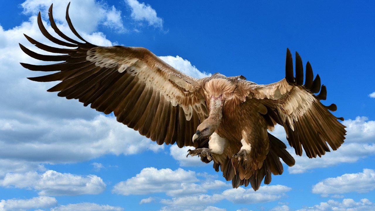 Hier kannst du die gigantische Spannweite der Flügel eines Geiers erkennen. Hier kannst du die gigantische Spannweite der Flügel eines Geiers erkennen.