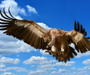 Der größte Geier der Welt: Wer ist der König der Greifvögel?