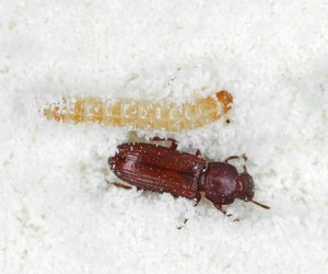 Mehlkäfer im Essen? Mit diesen 5 Tricks vertreibt ihr das Ungeziefer