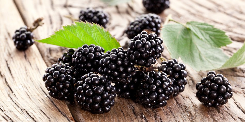 Brombeere fürs Baby: Die rote Superfrucht Brombeere fürs Baby: Die rote Superfrucht