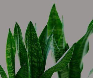 Bogenhanf: Ist diese Zimmerpflanze giftig?